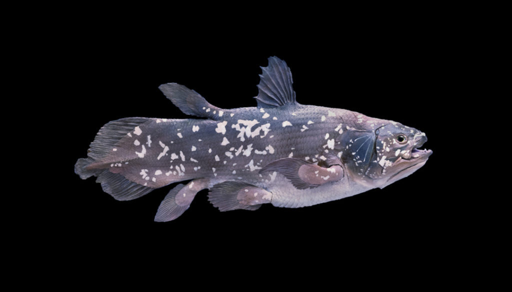 210629coelacanth-w1280